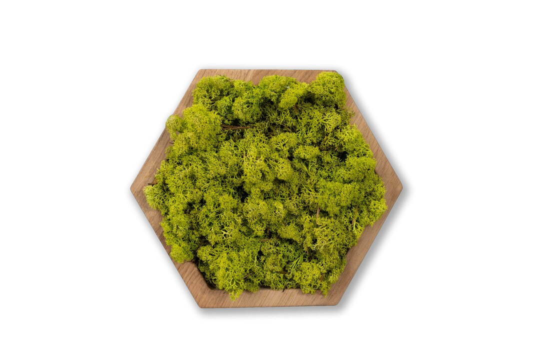 Moss Real Moss Decor Plant Wall Art Green Moss Wooden Panels Etsy