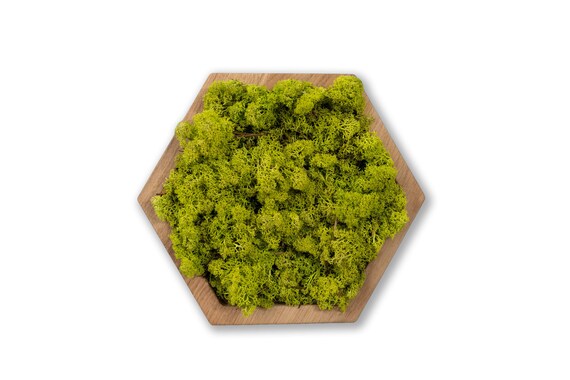 Moss Real Moss Decor Plant Wall Art Green Moss Wooden Panels | Etsy