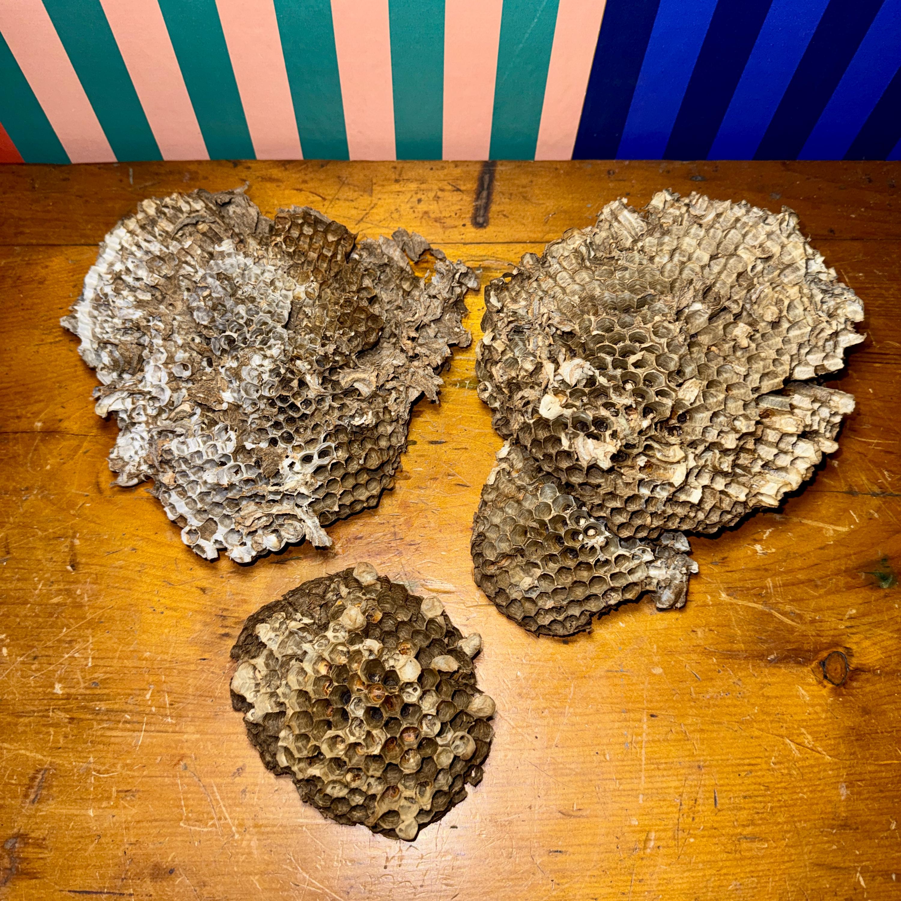 Paper wasp nest - Etsy 日本