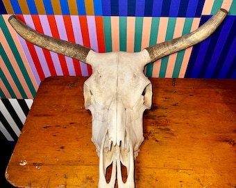 Vintage 24" Wide Longhorn Skull • Real Cattle Steer Horns, Western Decor