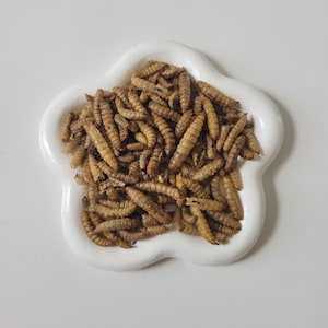 May include: A white, flower-shaped ceramic dish filled with a pile of dried mealworms. The mealworms are a light brown color and have a segmented body. The dish is sitting on a white surface.