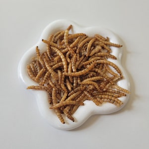 Dried Mealworms