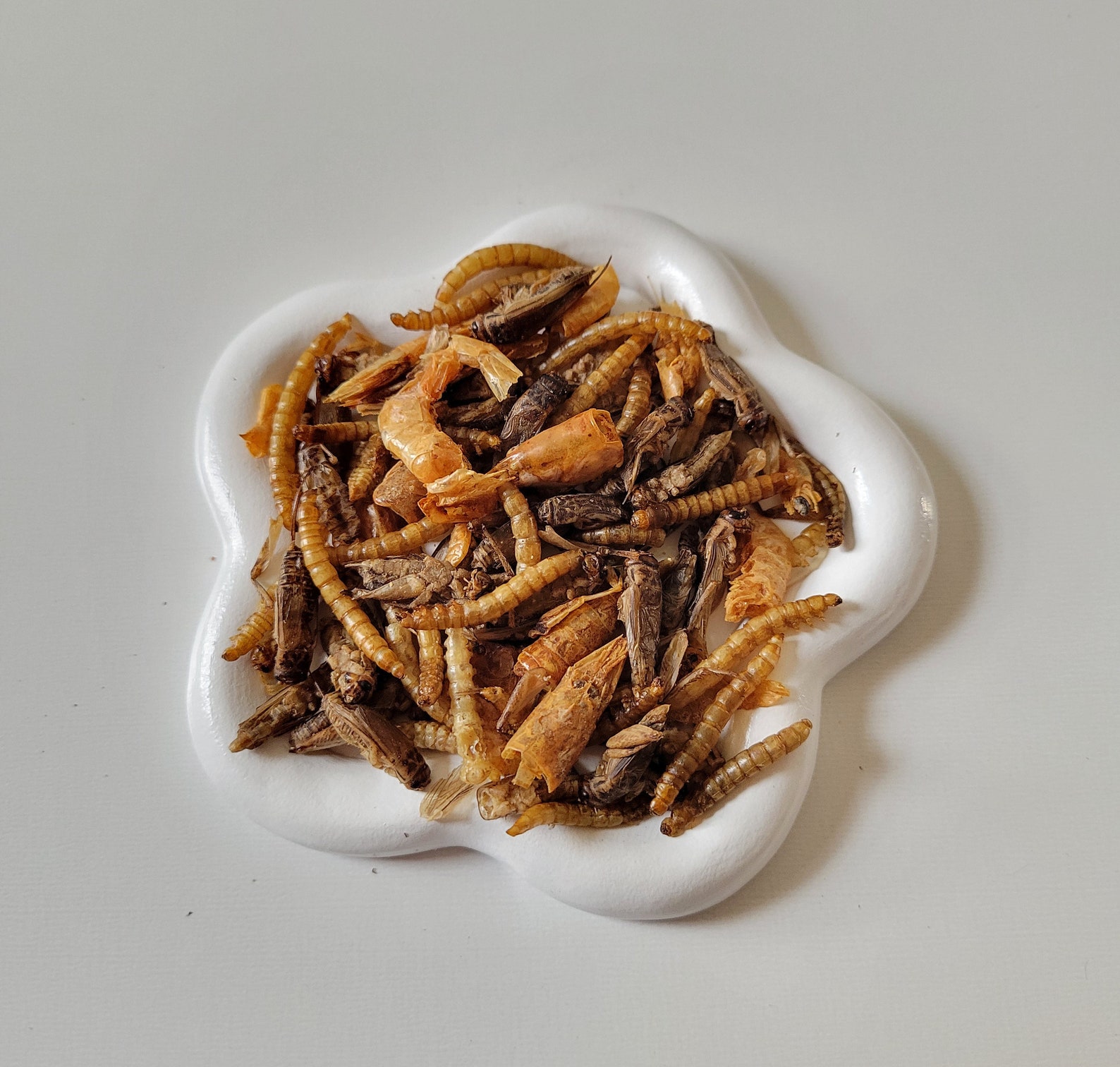 Dried Insect Blend - Etsy