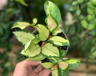 Hoya Carnosa “Krimson Princess”