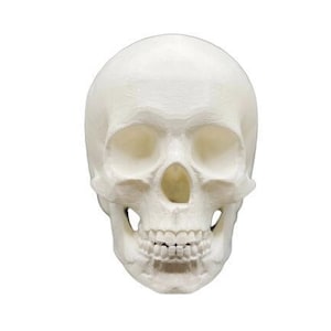 3D Printed Human Skull, Realistic Model, Spooky Skull, Halloween Gifts, Desk Decoration, Anatomy, Multiple sizes Small-Medium-Large-X-Large