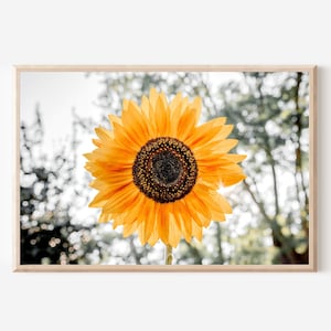Sunflower Print, Floral Photography, Sunflower Wall Art, Botanical Print, Sunflower Decor, Flower Printable Wall Art, Sunflower Photography