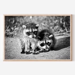 Baby Raccoons Print, Raccoon Wall Art, Woodland Animals, Nursery Print, Black and White Animal Photography