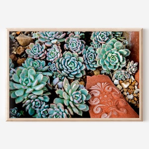 Succulent Garden Print, Botanical Photography Digital Print, Plant Wall Art, Succulent Wall Decor