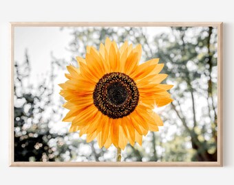 Sunflower Photography Print, Floral Wall Art (Digital Download)
