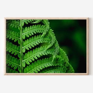 Green Fern Print, Fern Photography, Botanical Poster, Nature Wall Art, Macro Fern, Forest Printable, Fern Decor, Fern Print