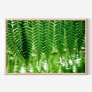 Fern Photography, Botanical Print, Green Plant Photography, Green Fern Print, Nature Photography, Fern Decor, Fern Print