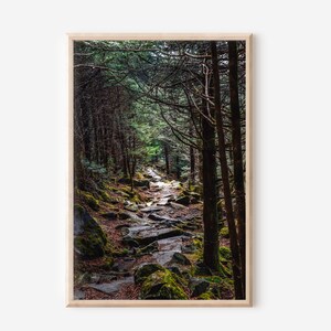 Great Smoky Mountains Hiking Trail Print, Andrew&#39;s Bald Trail Photography, Mountain Cabin Wall Art, Forest Trail Printable