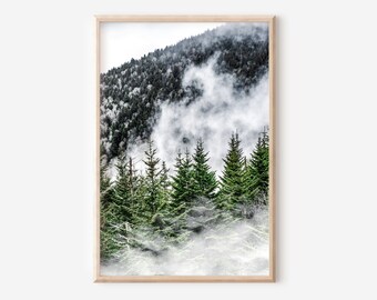 May include: A photograph of a misty forest with tall evergreen trees. The trees are silhouetted against a backdrop of fog and a mountainside.