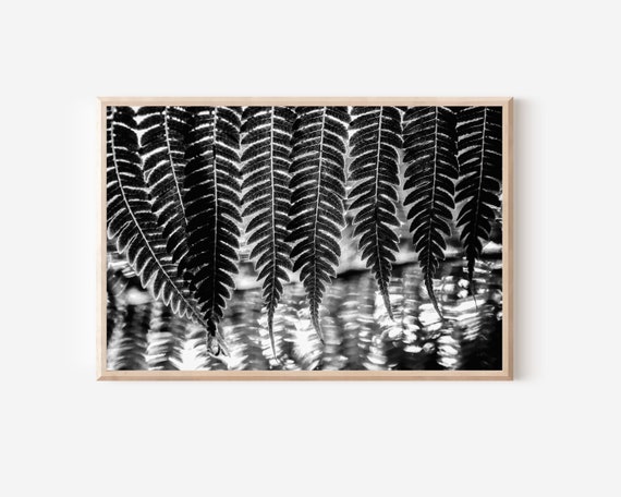 Schwarz und wei Farn Fotografie Druck, botanische Wandkunst (Digitaler  Download) - Etsy.de