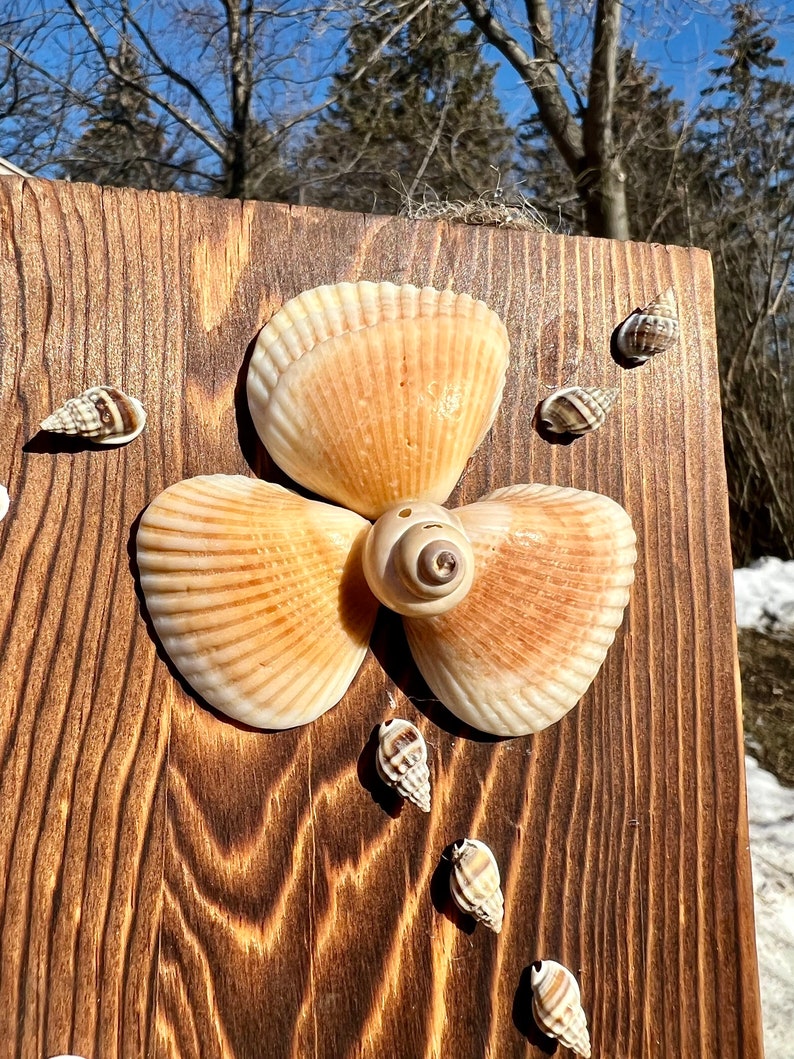 Shell Butterfly and Shell Flower Wall Hang Etsy