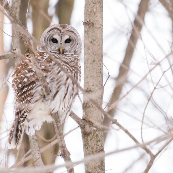 Barred Owl Iconic Wildlife Canvas Print Framed Canvas Bird Photo Ontario Scenery Winter