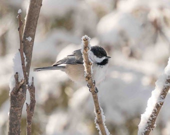 Chickadee Winter Canvas Print Framed Canvas Bird Photo Ontario Scenery Winter Wildlife Wall Fine Art