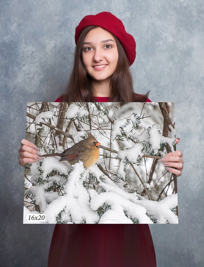 Cardinal Female Canvas Print Framed Canvas Bird Photo Ontario Scenery Winter Wildlife Wall Fine