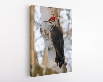 Pileated Woodpecker Canvas Photo Print Wildlife Wild Birds Ontario Art