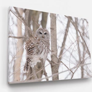 Barred Owl Iconic Wildlife Canvas Print Framed Canvas Bird Photo Ontario Scenery Winter