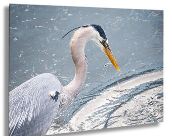 Blue Heron Canvas Print, Florida Bird Photography