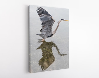 Blue Heron Print | Florida Wildlife Photography