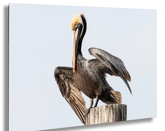 Pelikan Dykning Fototryck Fiske Väggkonst Kustfågel Fotografi Hav Soluppgång