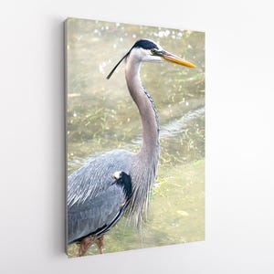 Great Blue Heron Wall Art Print – Florida Birds Nature Decor, Wading Hunting Waterfowl Illustration, Wildlife Photography Gift