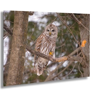 Barred Owl Winter Wildlife Canvas Print Framed Bird Photo Ontario Scenery Winter