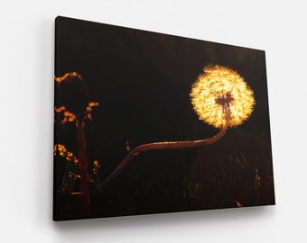 Fotografía de flores Bellas artes Diente de león Atardecer Campo Silueta Foto Floral Brillante