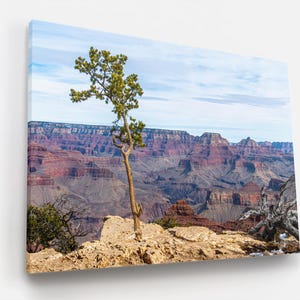 Grand Canyon Photo Wall Art - Lone Tree Winter Desert Landscape, Hanging Photography Print, Nature Decor, Southwest Scenic Gift