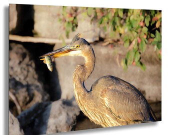 Blue Heron Photography Print – Wildlife Wall Art