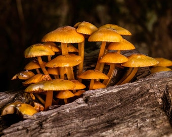 Stampa di funghi Fine Art Decorazione da parete Stampa su tela con foto di funghi Foto di foresta Stampa su tela di arte della parete di cottage