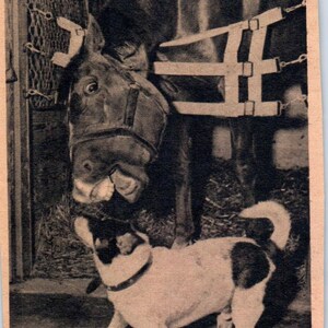 Un chien et un cheval fox terrier deviennent amis sur l'hippodrome de Jamaïque 1943 Article AB9-NPG