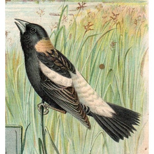 Bobolink Bird Singer naaimachines bijgesneden - Victoriaanse handelskaart uit de jaren 1880 TJ8-3