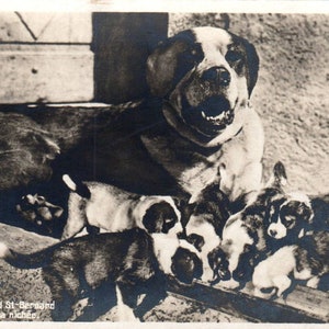 Szczenięta miotu Bernardynów Hospice Du Grand RPPC Oryginalna pocztówka TK1-27