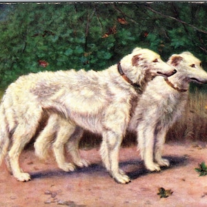 Psy rasy BORZOI BIAŁE Malarstwo autorstwa F.v.W. ok. 1910 Oryginalna pocztówka TK1-27