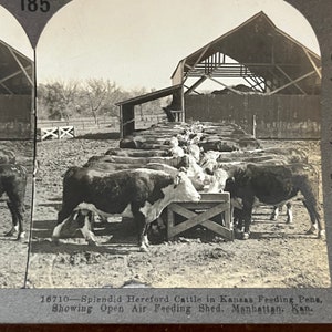 Hereford Cattle Feeding Manhattan Kansas Antica scheda stereoview TJ9-V1