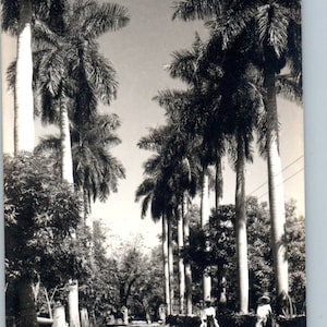 Palmeras Cuautla Mor. Mexiko - Original RPPC Postkarte TJ7-MP
