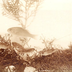 Cartão postal com foto real do cardume de peixes Baby Perch Arizona RPPC PB1