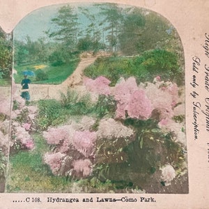 Hortensia en gazons Como Park St. Paul MN getinte antieke Stereoview-kaart TJ9-V3
