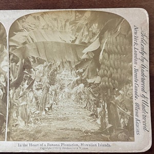 Bananenplantage in Hawaii 1896 Antike Stereoview-Karte TJ9-V3