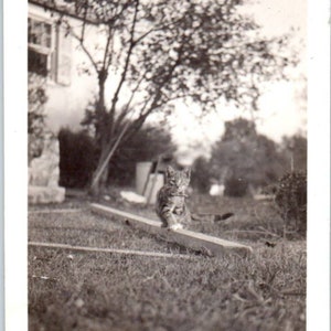 c1930 Foto original Gato atigrado caminando sobre una tabla 2,5x3,5 TJ9-PG7