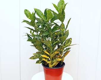 LIVE 6” pot Gold Dust Croton, Variegated tropical potted houseplant, Gardener gift, Plant lover gift for women, Mom dad birthday gift