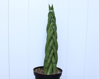 LIVE 8” pot Sansevieria Cylindrica Braid, Snake Plant, Plant lover gift, Birthday gift plant, Housewarming gift, Coworker gift, Indoor plant