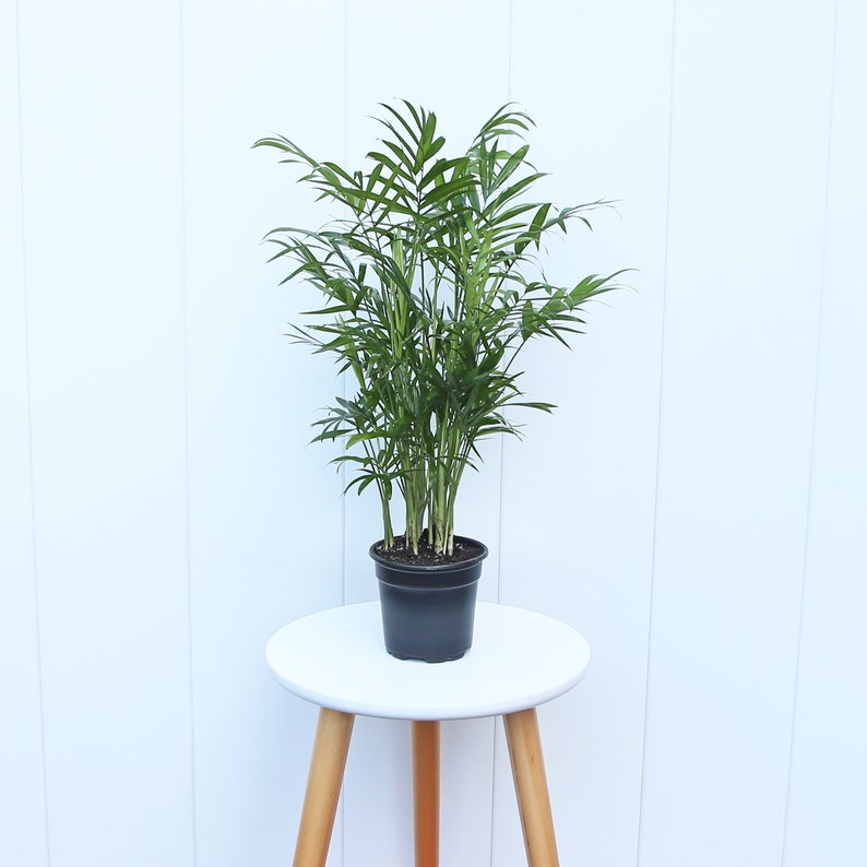 RootedFriends Parlor Palm Plant - Thumbnail 3