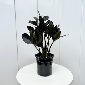 LIVE 4” pot Black ZZ plant, Raven ZZ Plant, Zamioculcas Zamiifolia, Housewarming gift, Low light plant, Drought tolerant plant, Zanzibar Gem
