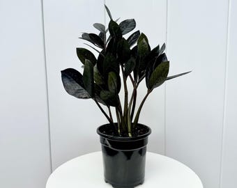 LIVE 4” pot Black ZZ plant, Raven ZZ Plant, Zamioculcas Zamiifolia, Housewarming gift, Low light plant, Drought tolerant plant, Zanzibar Gem