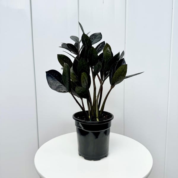 LIVE 4” pot Black ZZ plant, Raven ZZ Plant, Zamioculcas Zamiifolia, Housewarming gift, Low light plant, Drought tolerant plant, Zanzibar Gem