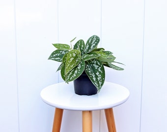 LIVE 4” pot Silver Satin Silvery Ann Scindapsus Pictus, Plant mom gift, Live wall decoration, Variegated houseplant, Sympathy gift